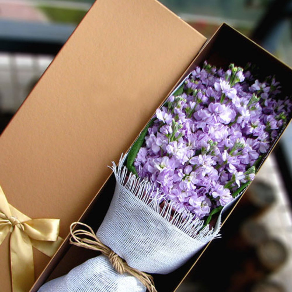 Fall in love(High quality violets)