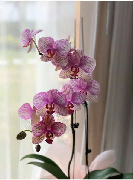 Two orchid