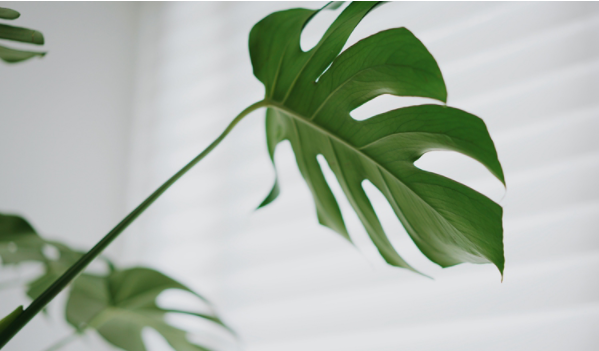 Monstera deliciosa