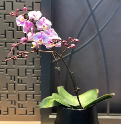Two orchid For CAS