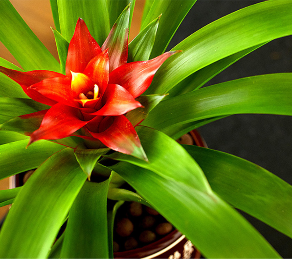 Guzmania