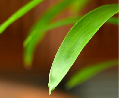 Guzmania