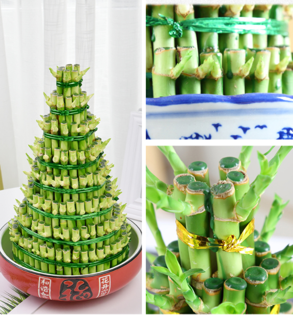 Lucky Bamboo