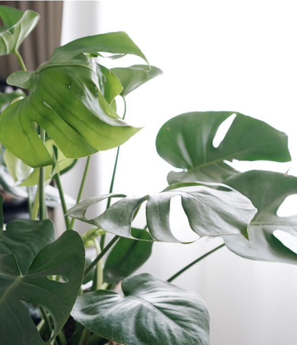 Monstera deliciosa