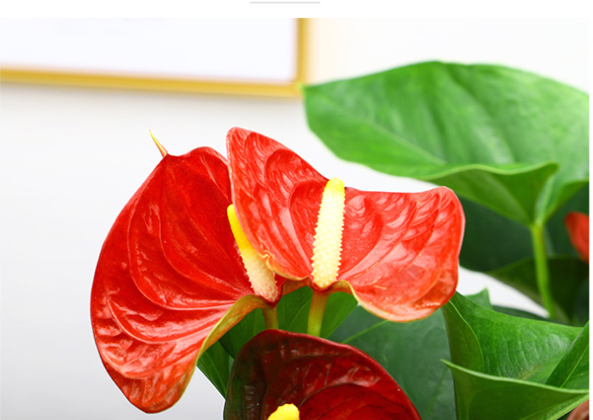 Red Anthurium