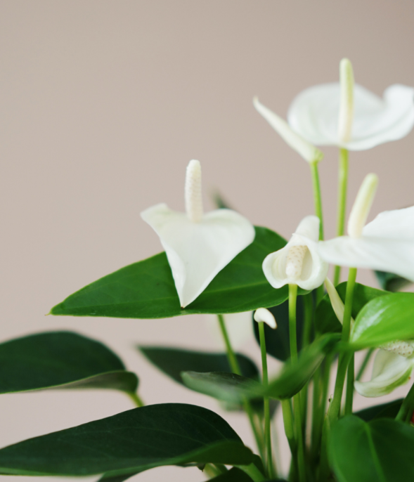 White Anthurium