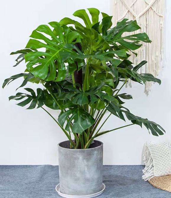 Monstera deliciosa