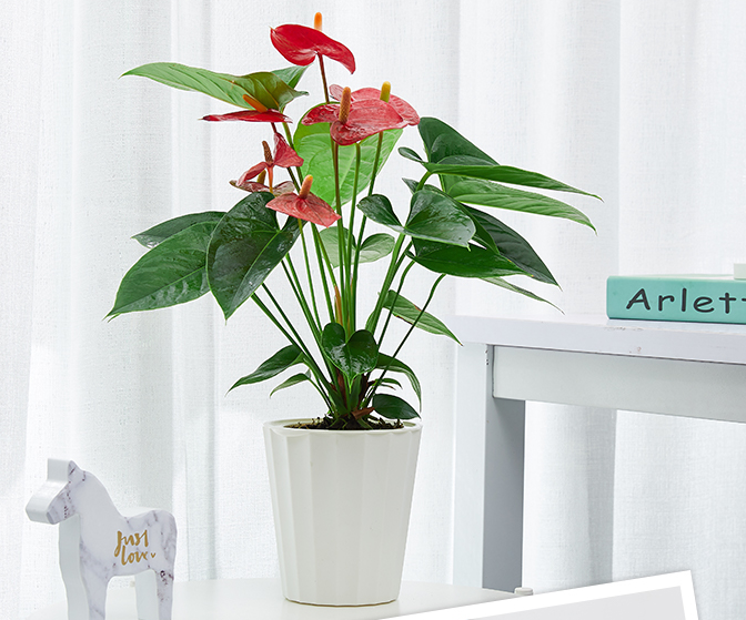 Red Anthurium
