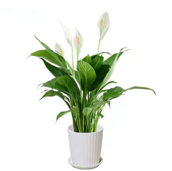 White Anthurium