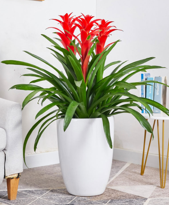 Guzmania