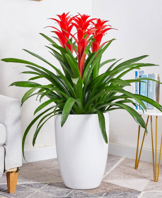 Guzmania