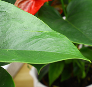Red Anthurium