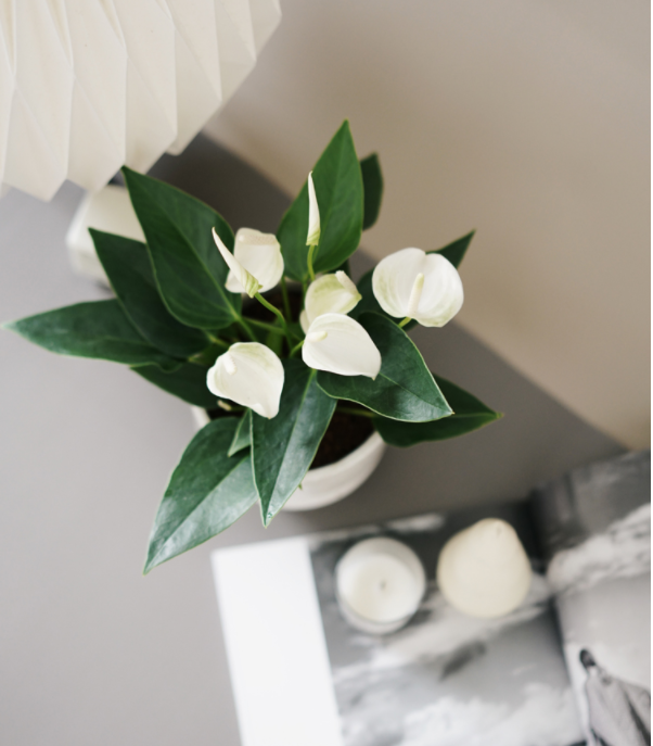 White Anthurium