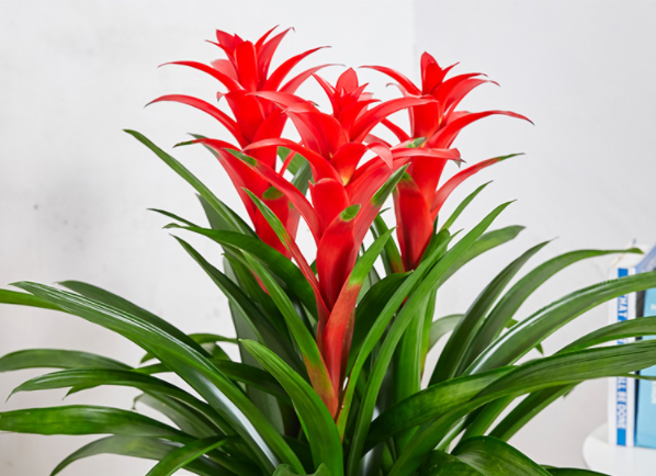 Guzmania
