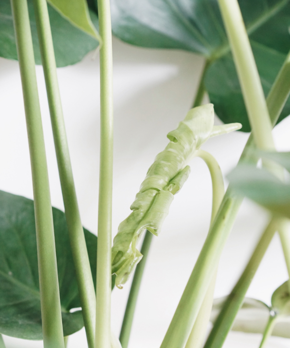 Monstera deliciosa