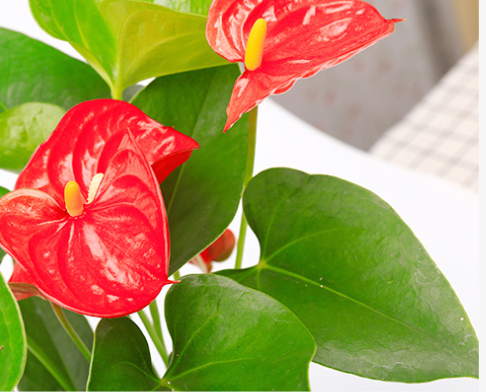 Red Anthurium