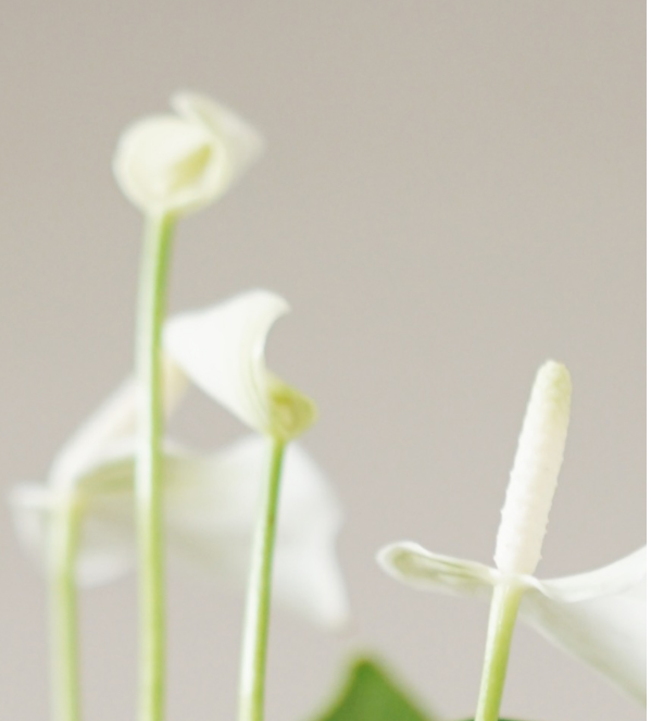 White Anthurium