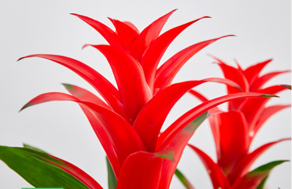 Guzmania