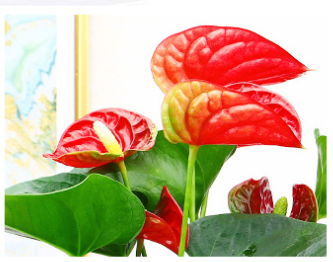 Red Anthurium