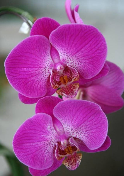 Six Orchids