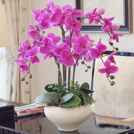 Six Orchids