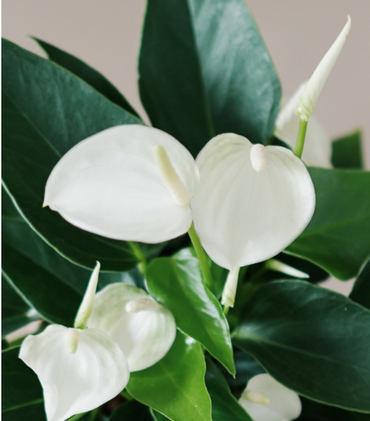 White Anthurium