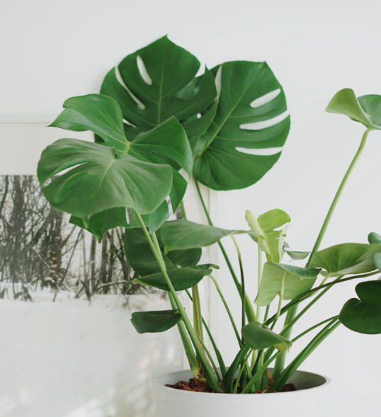 Monstera deliciosa