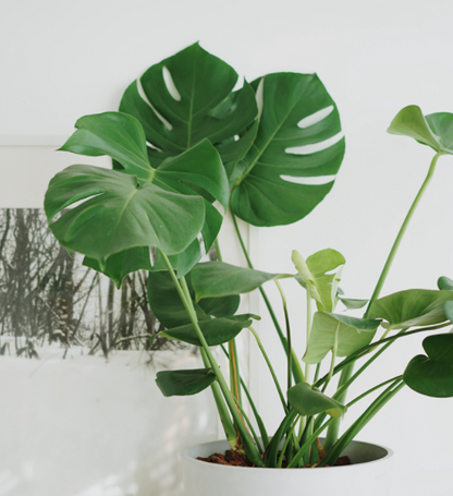 Monstera deliciosa